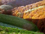 Melbury Wood
