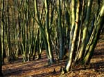 Melbury Woods