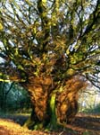Furry Tree