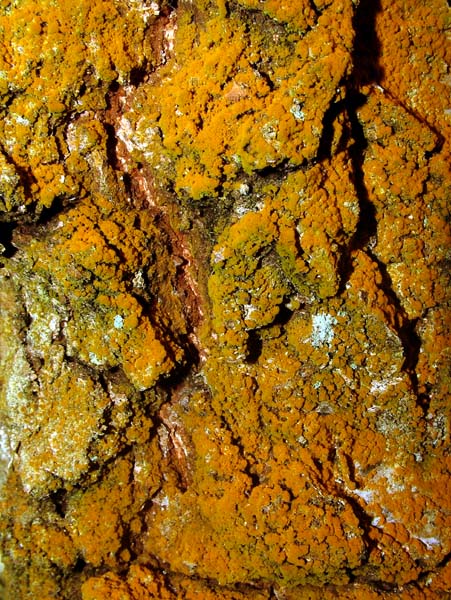 Tree,Bark