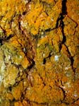Rusty Bark