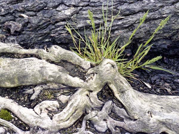 Trunk,Grass,Bark