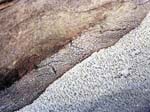 Frost on log