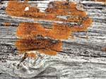 Orange Lichen