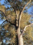 Tree - Drews Pond Lane