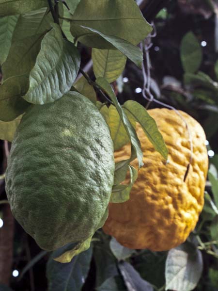 Flowers,Lackham College,Fruit,Citrons