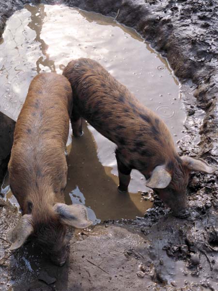 Flowers,Lackham College,Pig,Animal,Gloucester Old Spot