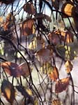 Beech Leaves