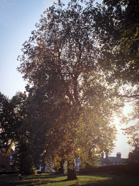 Trees,Sunlight