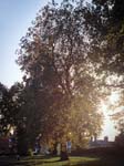 Sunlight through Trees