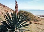 Cordyline Highcliff
