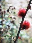 Robin's Pincushion Gall (Diplolepis rosae)