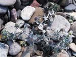 Sea Holly (Eryngium maritimum)