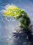 Seaweed Kimmeridge