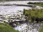 A lake in the lower valley