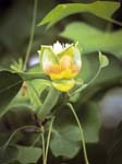 Tulip Tree (Liriodendron tulipifera)