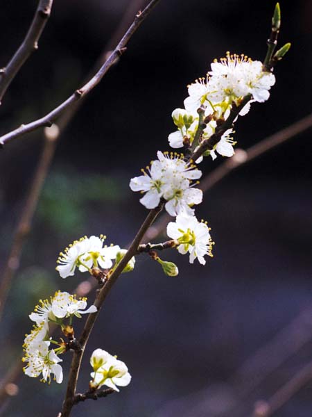 Flowers,Blossom,Plumb