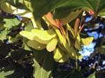 Sycamore Keys