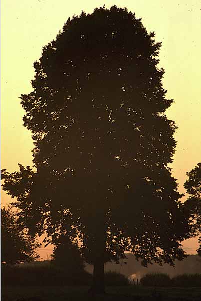Rowde,Trees,Sky