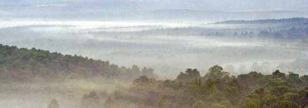 Rosedale,Mist