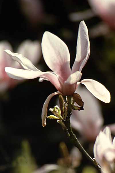 Flower,Tree,Blossom,Magnolia