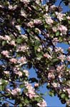 Apple Blossom