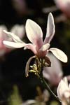 Magnolia