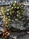 Wall Plants